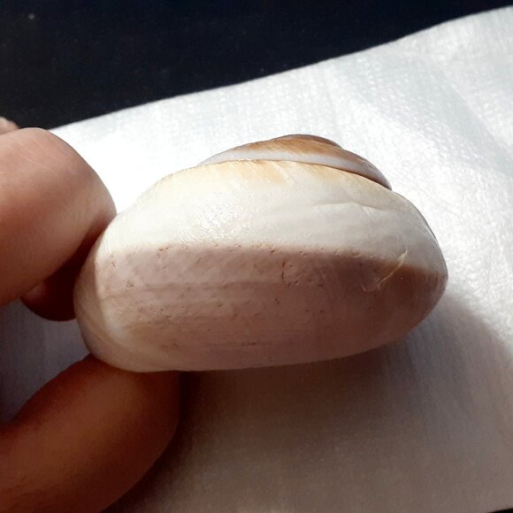 Natural!! Turbo Seashell 3.38 in Length Dark Color Shell - Collectible and Nice! - Picture 5 of 9